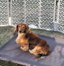 CKC Reg’d Miniature Longhaired Dachshunds - Photo 3
