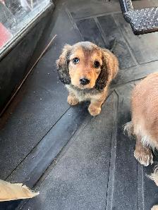 CKC Reg’d Miniature Longhaired Dachshunds - Photo 4