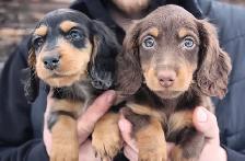 CKC Reg’d Miniature Longhaired Dachshunds - Photo 5