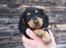 CKC Reg’d Miniature Longhaired Dachshunds - Photo 6