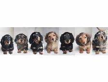 CKC Reg’d Miniature Longhaired Dachshunds - Photo 9