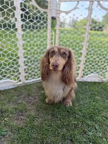 CKC Reg’d Miniature Longhaired Dachshunds - Photo 10
