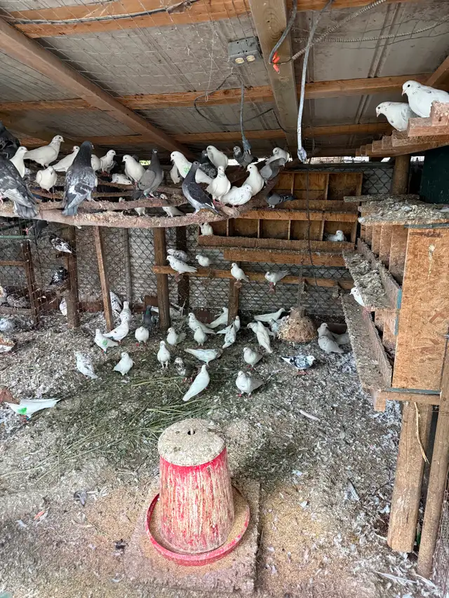 High flying and Homer racing pigeons for sale .