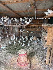 High flying and Homer racing pigeons for sale .