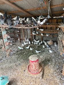 High flying and Homer racing pigeons for sale . - Photo 2
