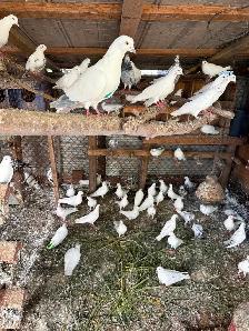 High flying and Homer racing pigeons for sale . - Photo 3