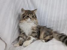 Traditional Siberian Cub