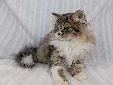 Traditional Siberian Cub - Photo 3