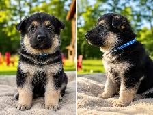 Magnifiques chiots Berger Allemand de race pure