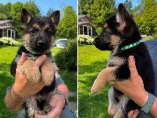 Magnifiques chiots Berger Allemand de race pure - Photo 2