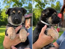 Magnifiques chiots Berger Allemand de race pure - Photo 3
