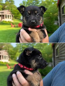 Magnifiques chiots Berger Allemand de race pure - Photo 4