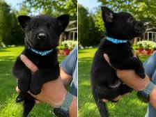Magnifiques chiots Berger Allemand de race pure - Photo 5