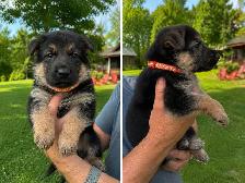 Magnifiques chiots Berger Allemand de race pure - Photo 6