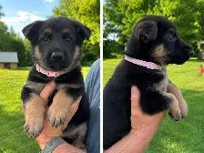 Magnifiques chiots Berger Allemand de race pure - Photo 8