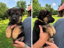 Magnifiques chiots Berger Allemand de race pure - Photo 9