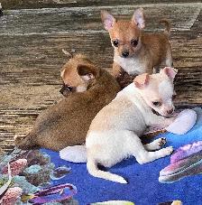 Chihuahua puppies - Photo 2