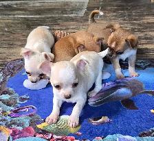 Chihuahua puppies - Photo 3