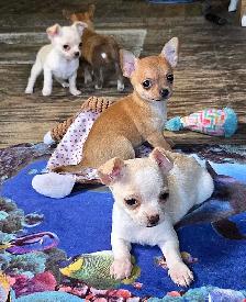 Chihuahua puppies - Photo 4