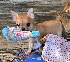 Chihuahua puppies - Photo 5