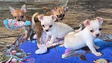 Chihuahua puppies - Photo 6