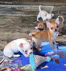 Chihuahua puppies - Photo 8
