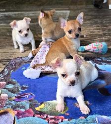 Chihuahua puppies - Photo 10