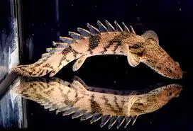 Endlicheri bichir