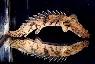 Endlicheri bichir