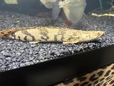 Endlicheri bichir - Photo 2