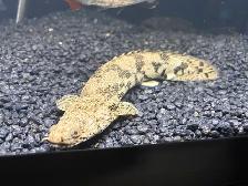 Endlicheri bichir - Photo 3