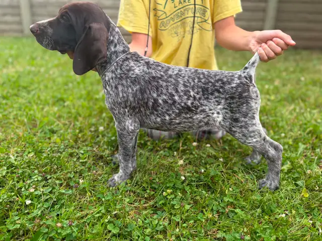 CKC German Shorthaired Pointers