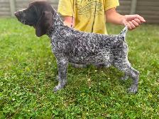 CKC German Shorthaired Pointers