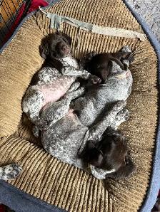 CKC German Shorthaired Pointers - Photo 3
