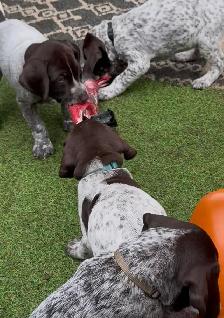 CKC German Shorthaired Pointers - Photo 4