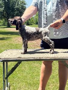 CKC German Shorthaired Pointers - Photo 5