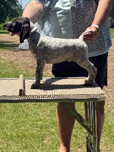 CKC German Shorthaired Pointers - Photo 6