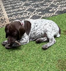 CKC German Shorthaired Pointers - Photo 7