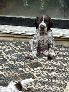 CKC German Shorthaired Pointers - Photo 8