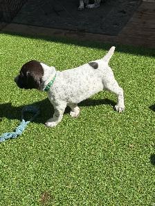 CKC German Shorthaired Pointers - Photo 9