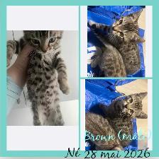 chatons Bengal pure race prêt à l'adoption