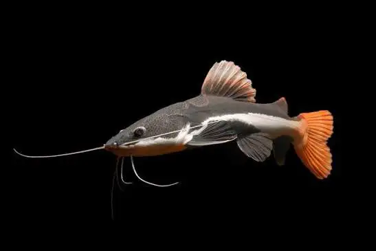 RedTail Catfish
