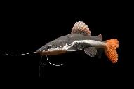 RedTail Catfish