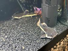 RedTail Catfish - Photo 2