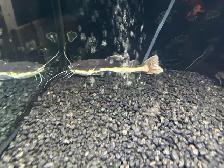 RedTail Catfish - Photo 3