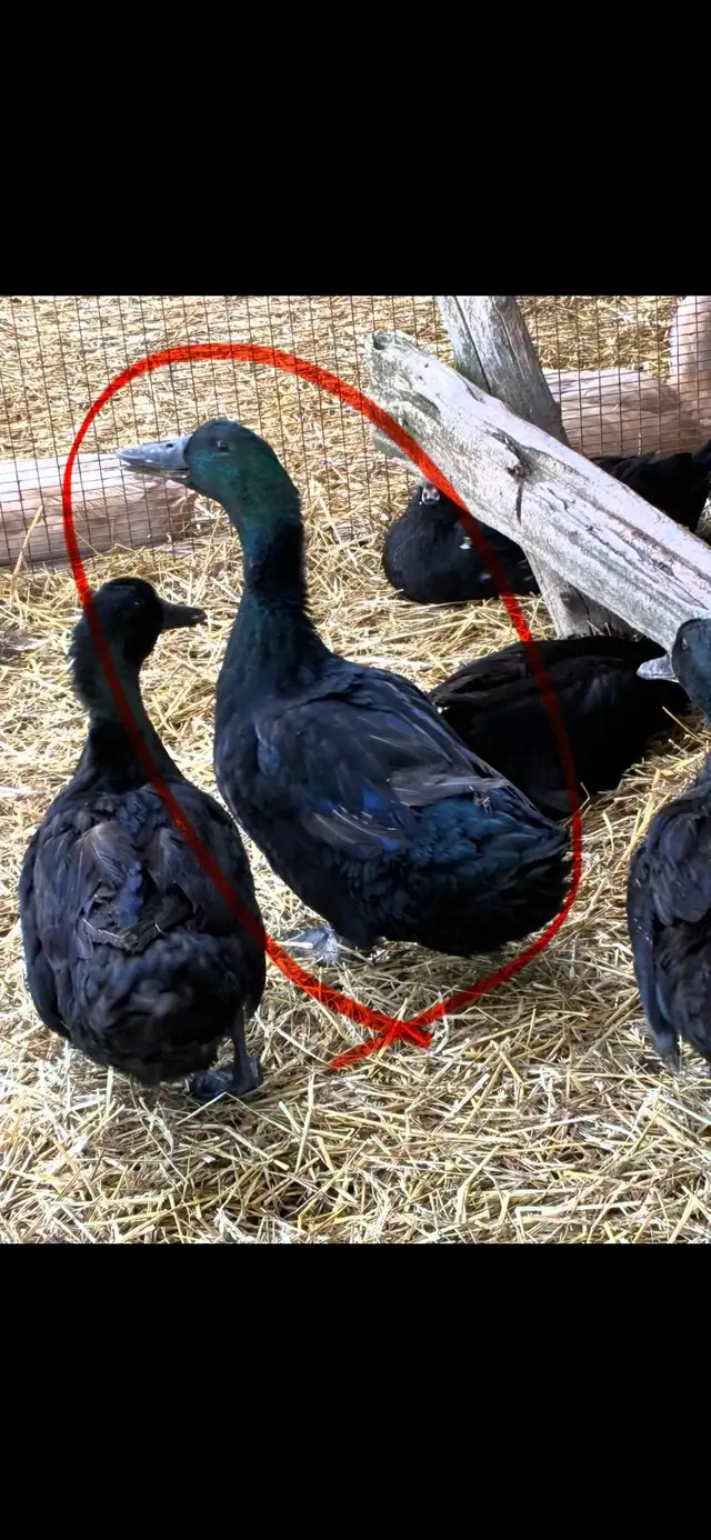 Cayuga duck breeders