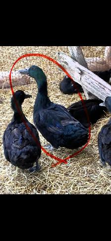Cayuga duck breeders