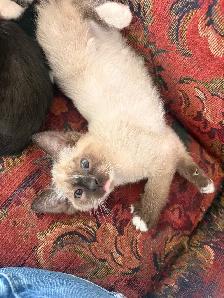 kittens!