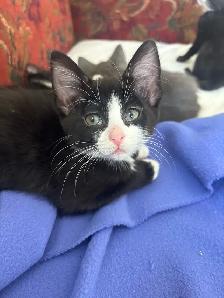 kittens! - Photo 2