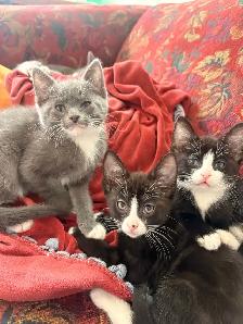 kittens! - Photo 3
